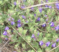 Blue Scutellaria Baicalensis Flower Seeds for Planting NON GMO Seeds