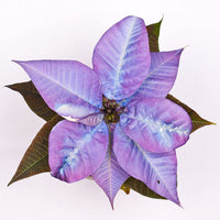 Heirloom Non-GMO Purple Poinsettia Flower Seeds for Planting ƒ?? Rare Festive Blooming Flower Seeds