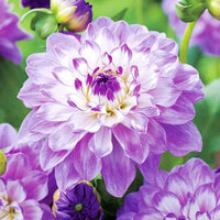 Rare Purple Beautiful Dahlia Pompon Flower Seeds for Planting - Heirloom & Non-GMO Garden Seeds