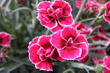 Heirloom Non-GMO Pink & Red Dianthus Flower Seeds for Garden Planting ƒ?? Vibrant Fragrant Blooms for planting in your garden.