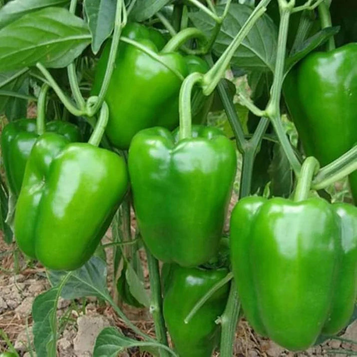 Bell Pepper Vegetable Seeds