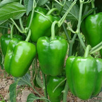 Bell Pepper Vegetable Seeds