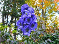 Blue Monkshood Flower Seeds for Planting - 100 pcs seeds for planting in home garden