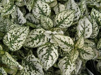 White Green Hypoestes Polka Plant Seeds for Planting - 100 pcs seeds for planting in home garden