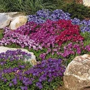 Organic Mixed Cress Flower Seeds for Planting ƒ?? Heirloom, Non-GMO