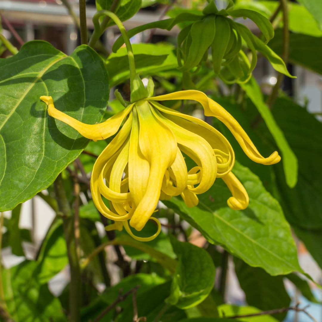 Odorata Flower Seeds for Planting - 100 pcs seeds for planting in home garden