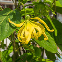 Odorata Flower Seeds for Planting - 100 pcs seeds for planting in home garden