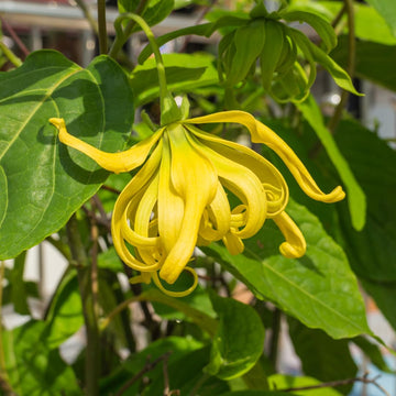 Cananga Odorata Flower Seeds for Planting - NON GMO Seeds for planting in home garden