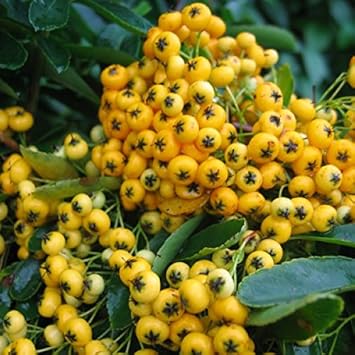 20pcs Pink Pyracantha Coccinea Fruit Seeds - Ornamental Berries for Your Yard 100 Pcs pcs