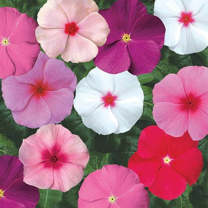 Heirloom Non-GMO Vinca Flower Seeds for Planting – Mixed Colors, Easy-Grow Annual Blooms