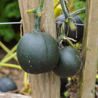 Gem Squash Vegetable Seeds for Planting - Heirloom and Non-GMO Garden Seeds