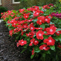 Heirloom Non-GMO Orange Periwinkle Flower Seeds for Bright and Low-Maintenance Garden Planting