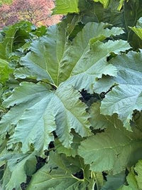 Gunnera Manicata Plant Seeds Heirloom Non GMO Planting - 100 pcs for planting in home garden
