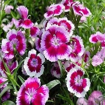 White Pink Dianthus Barbatus Flower Seeds for Planting - 100 pcs for planting in home garden