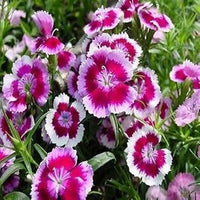 White Pink Dianthus Barbatus Flower Seeds for Planting - 100 pcs for planting in home garden