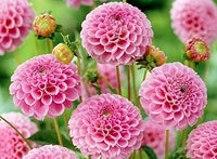 Pompon Dahlia Rose Flower Seeds for Planting ƒ?? Heirloom and Non-GMO garden seeds