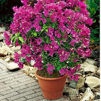 Heirloom Thick Pink Bougainvillea Flower Seeds for Planting – Non-GMO, Vibrant Climbing Blooms