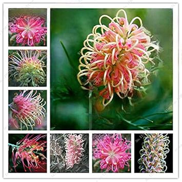 Mixed Grevillea Flower Seeds for Planting - 100 pcs seeds for planting in home garden