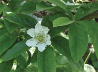 Medlar Showy Mespilus Fruit Seeds 100 Pcs pcs