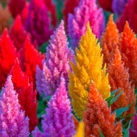 Plumed Flower Seeds for Garden Planting - NON GMO Seeds