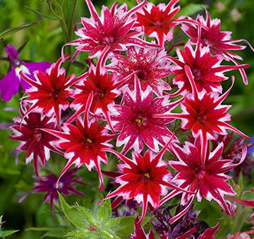 Heirloom Non-GMO Twinkle Star Flower Seeds for Planting – Dainty Star-Shaped Garden Blooms - Non-GMO for planting in home garden