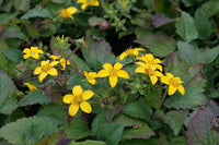 Chrysogonum Flower Seeds for Planting, Heirloom, Non-GMO Seeds