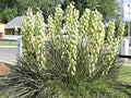 Yellow yucca Yucca filamentosa seeds for edible ornamental garden