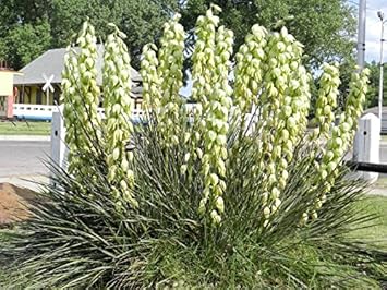 Yellow yucca Yucca filamentosa seeds for edible ornamental garden