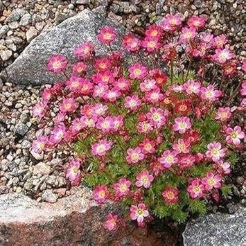 Pink Saxifraga Flower Seeds for Planting - NON GMO Seeds for planting in home garden