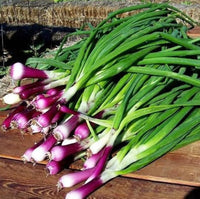 Welsh Red Onion Seeds for Home Garden and Culinary Growing