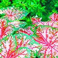 Caladium Mixed Colour Leaf Seeds for Planting NON GMO Seeds