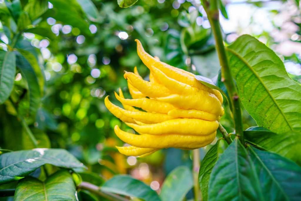 Buddha's Hand Flower Seeds for Planting - NON GMO Seeds for planting in home garden