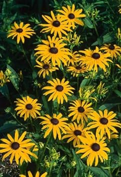 Yellow Rudbeckia Flower Seeds for Planting 100 pcs