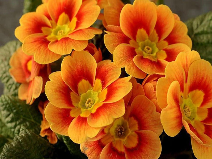 Orange Primrose Flower Seeds for Planting - 100 pcs