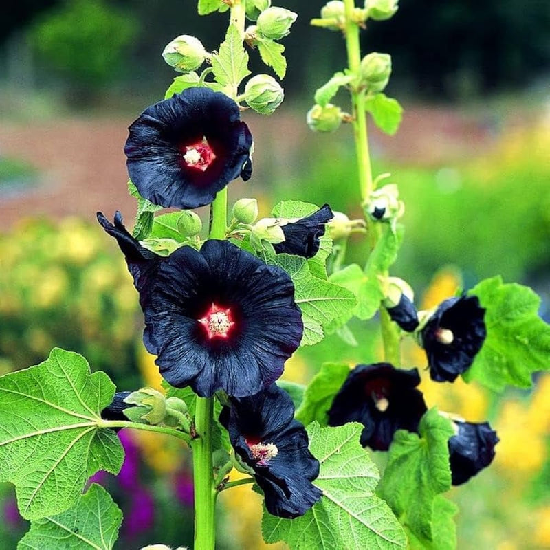 Heirloom Non-GMO Black Hollyhock Flower Seeds for Planting ƒ?? Tall Dramatic Blooms for Cottage Gardens for planting in your garden.