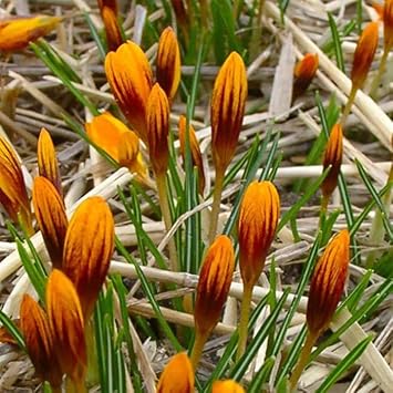 Heirloom Non-GMO Crocus Flower Seeds Mixed Colors for Garden Planting – Vibrant Spring Blooms