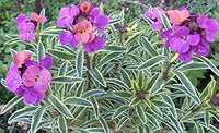 Heirloom Non-GMO Violet Linifolium Flower Seeds for Elegant Garden Borders and Seasonal Planting