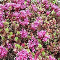 Pink Spurium Coccineum Plant Seeds - Decorative Plant Seeds - Heirloom & Non-GMO Seeds for planting