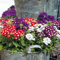 Verbena Dwarf Mix Flower Seeds for Planting - NON GMO Seeds