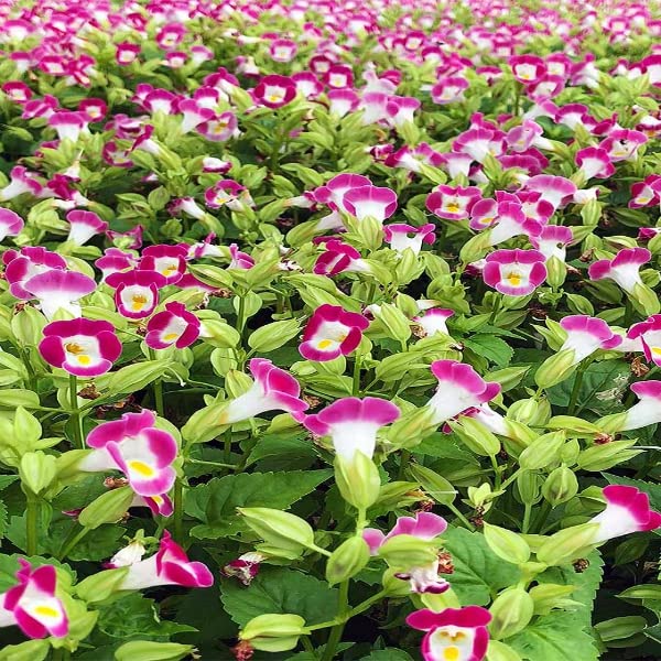 Pink Torenia Flower Seeds for Planting - 100 pcs