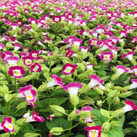 Pink Torenia Flower Seeds for Planting - 100 pcs