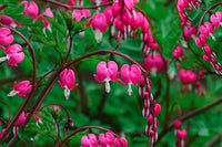 Heirloom Non-GMO Bleeding Hearts Flower Seeds for Planting – Charming Shade-Loving Garden Blooms