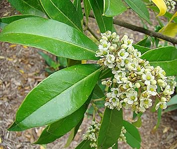 Ilex Paraguayensis Flower Seeds for Planting, NON GMO Seeds seeds for planting in home garden