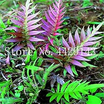 Fern Dark Pink Plant Seeds for Planting heirloom & Non-GMO Seeds