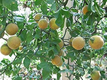 Yellow-Orange Fruit Seeds for Planting - Sweet and Colorful Fruit for Home Harvests