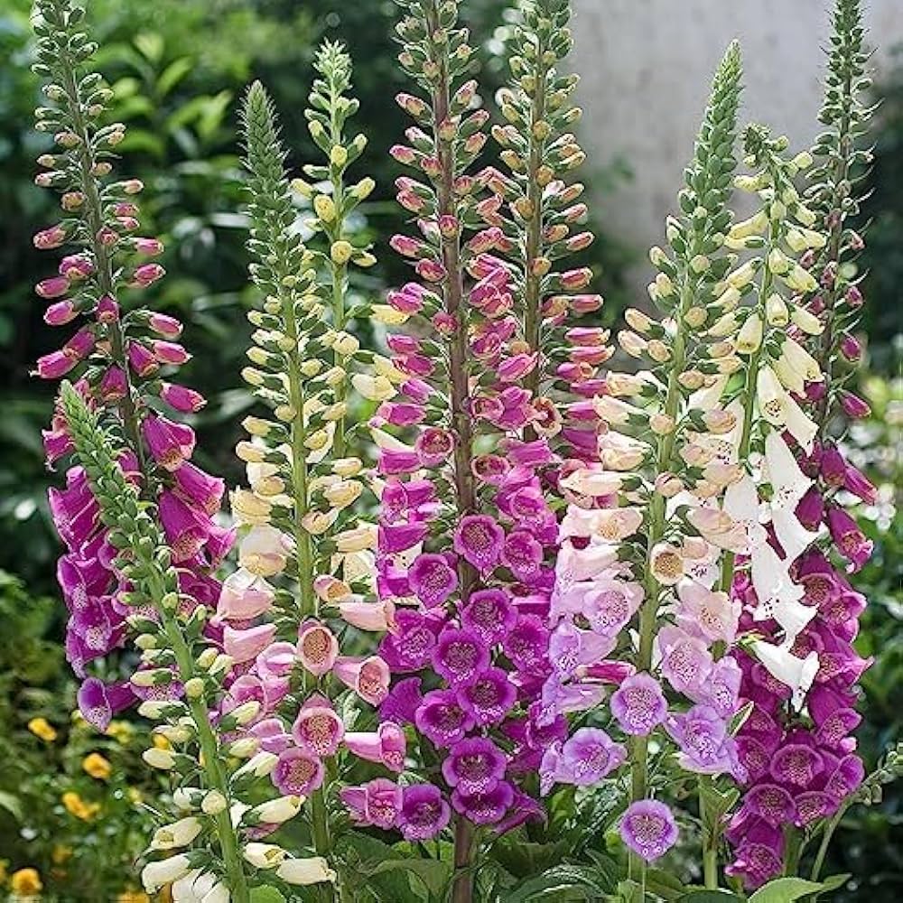 Pink Climbing Foxglove Flower Seeds for Planting - NON GMO Seeds