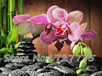 Pink Doritaenopsis Flower Seeds for Planting - 100 pcs
