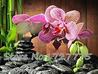 Pink Doritaenopsis Flower Seeds for Planting - 100 pcs