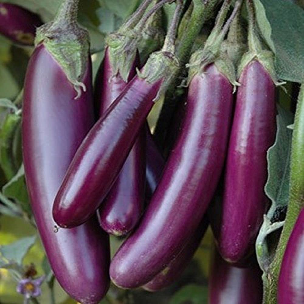 Millionaire Purple Eggplant Seeds for Planting heirloom & Non-GMO Seeds