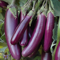Millionaire Purple Eggplant Seeds for Planting heirloom & Non-GMO Seeds